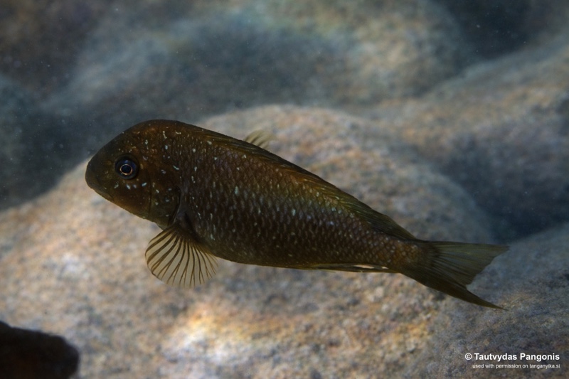 Petrochromis trewavasae 'Ndole Bay'